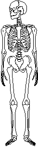 Skeleton